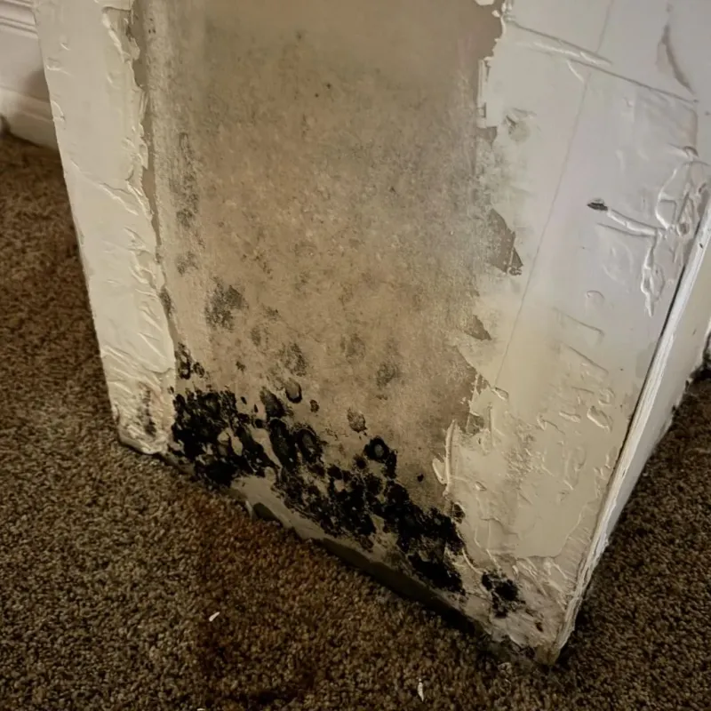 Professional Mold Removal in Lepanto, AR